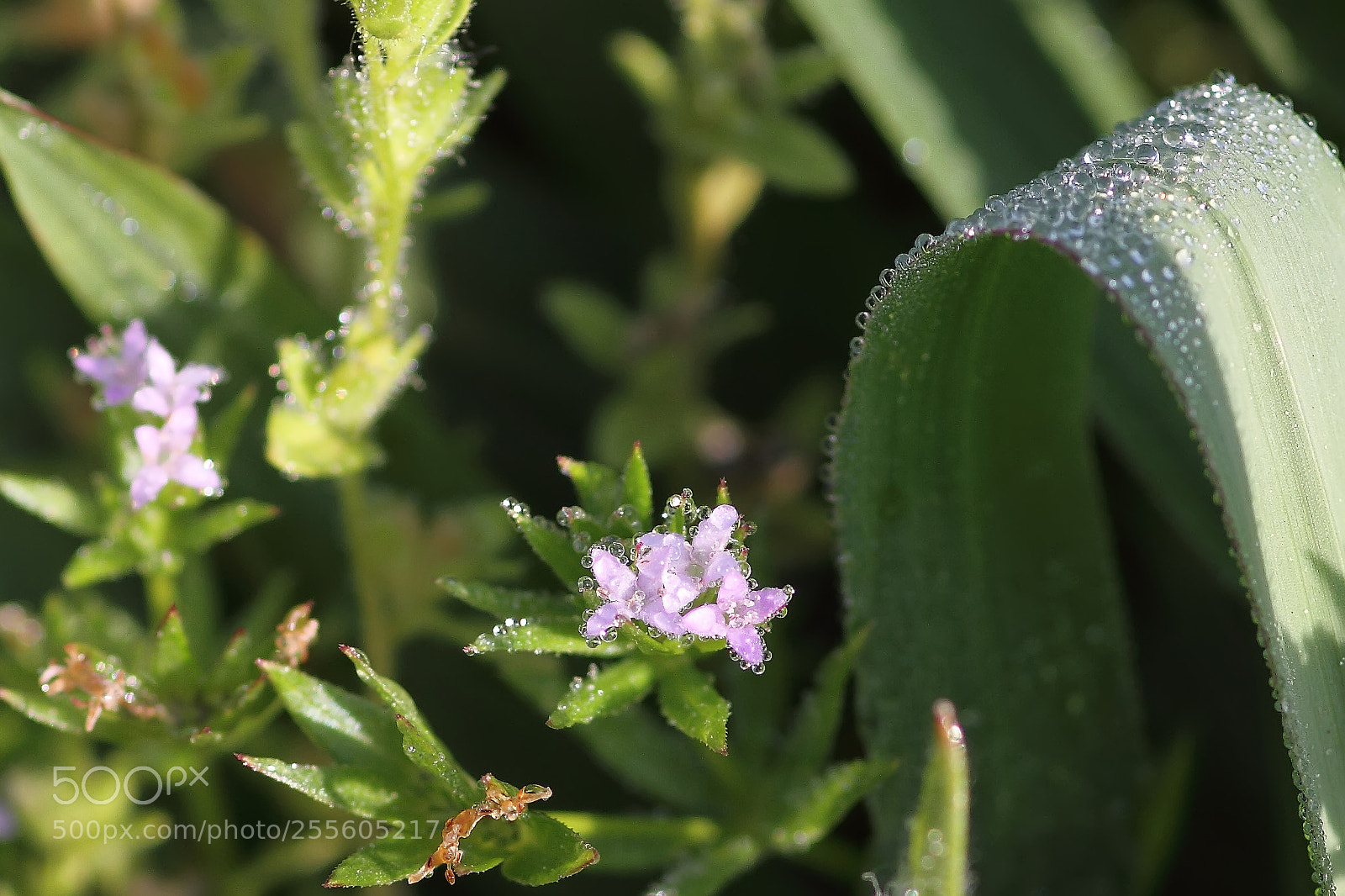 Canon EOS 7D sample photo. Jewels of dew photography