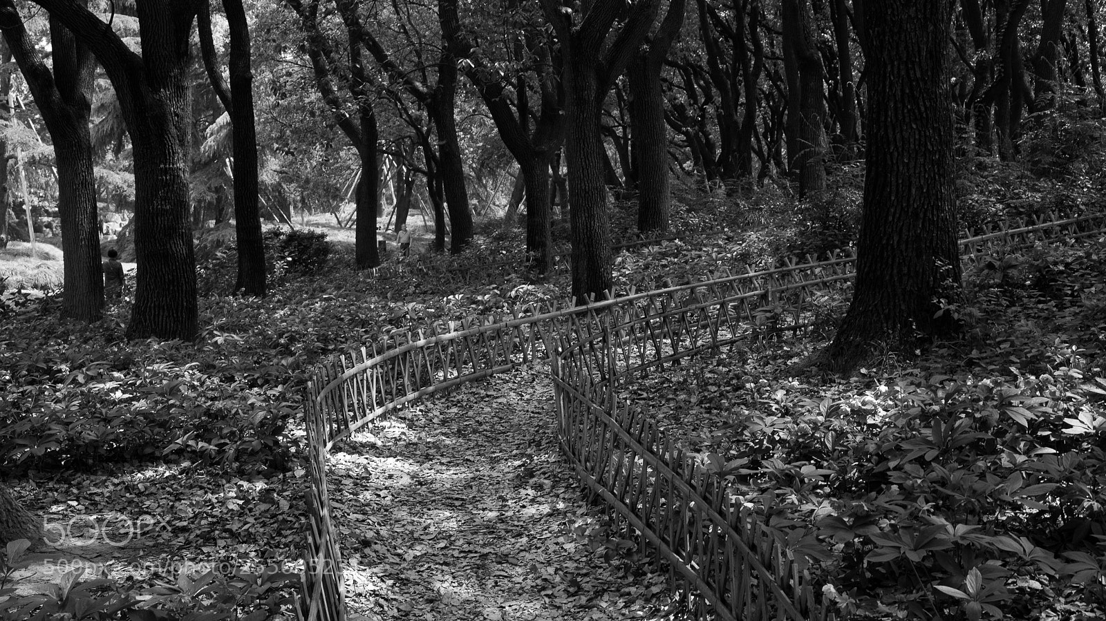 Sony a7 sample photo. Untitled photography