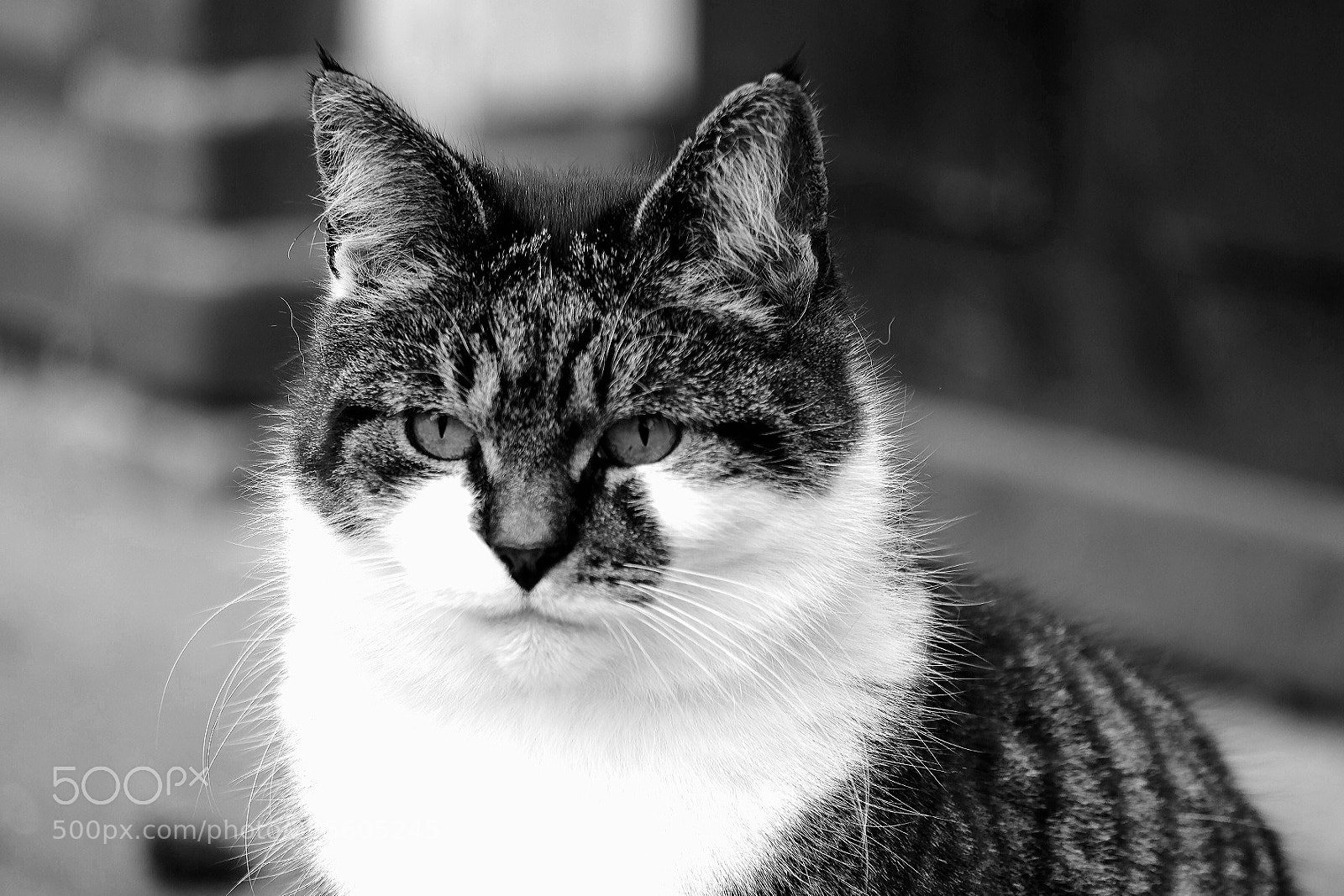 Fujifilm X-T1 sample photo. Fedde photography