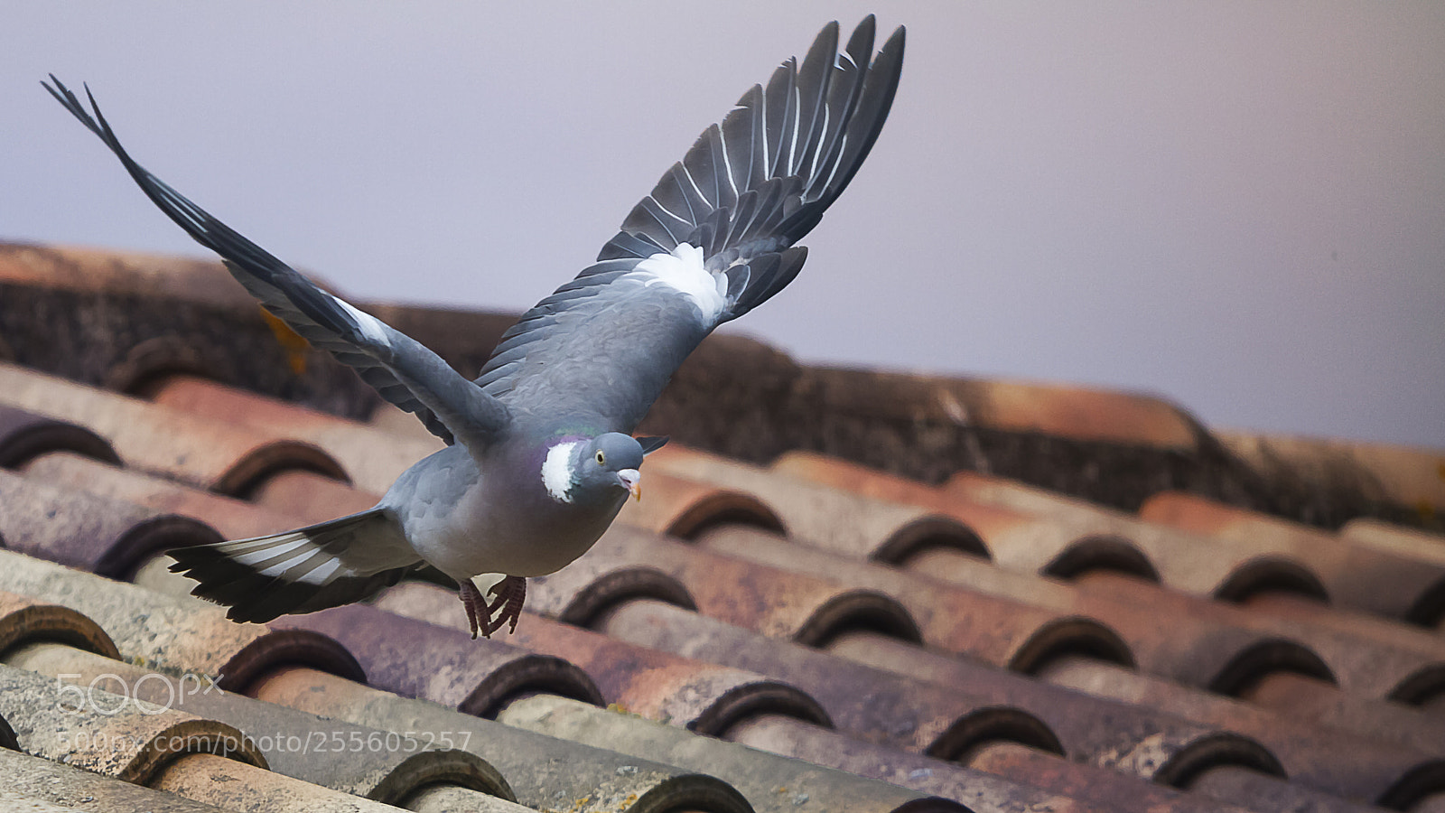 Canon EOS 7D sample photo. Palombe photography