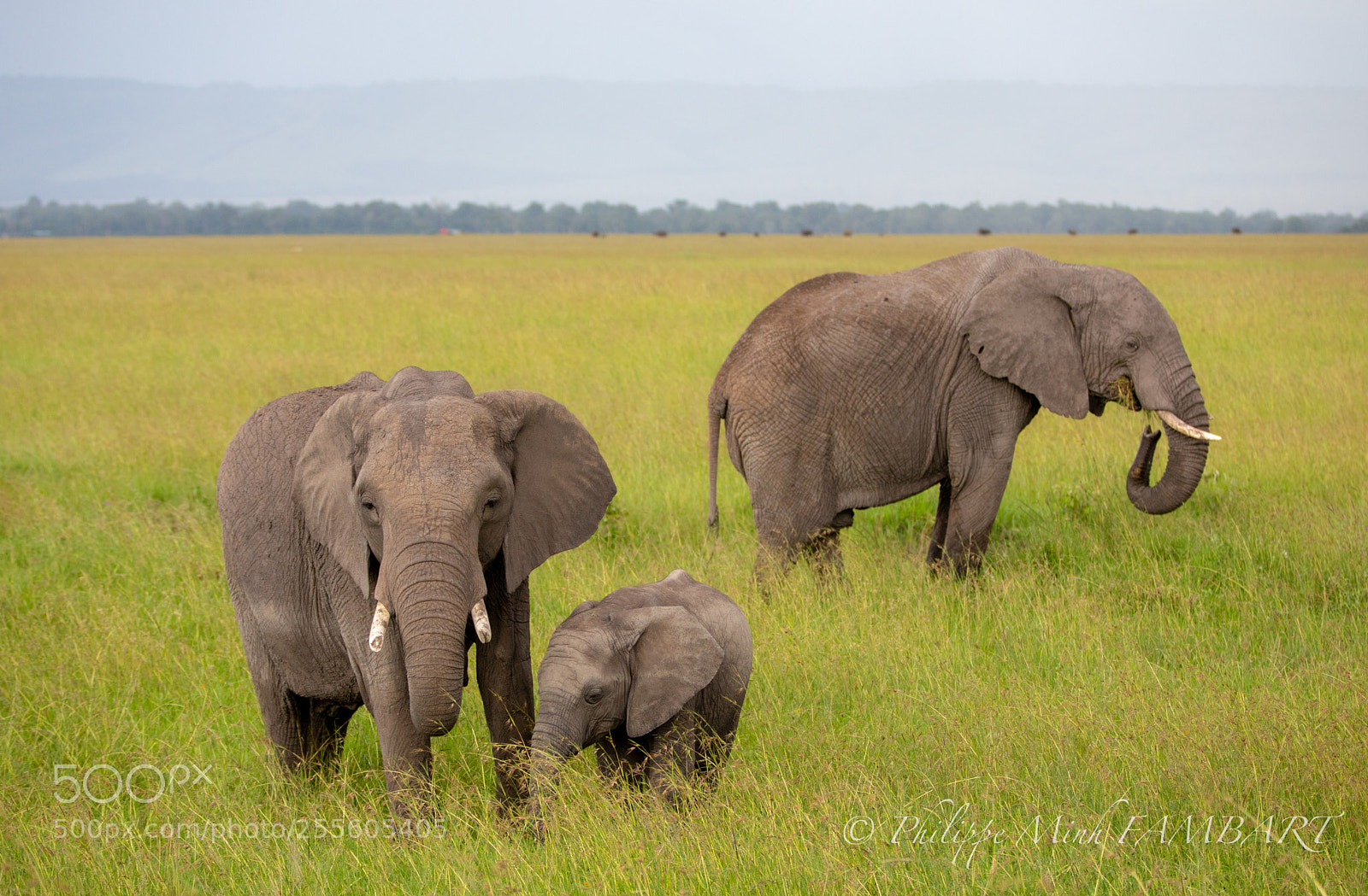 Canon EOS 5D Mark IV sample photo. Family elephant at masai photography