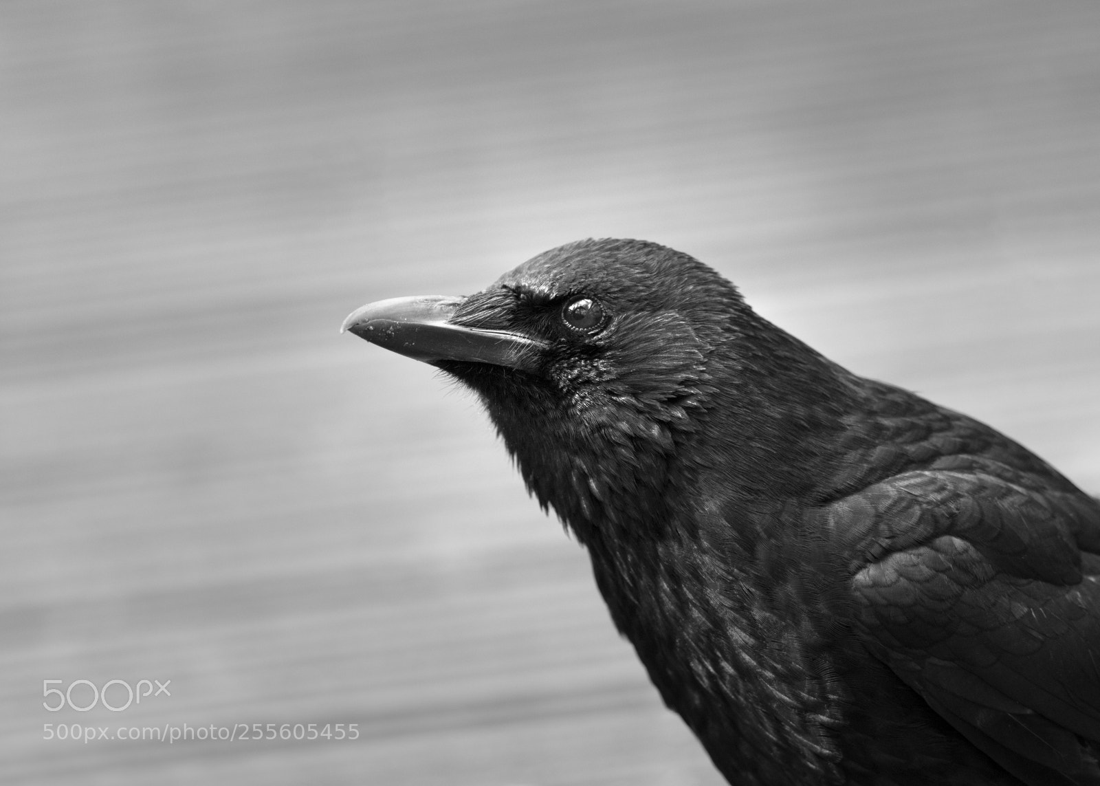 Canon EOS 5D Mark IV sample photo. The crow photography