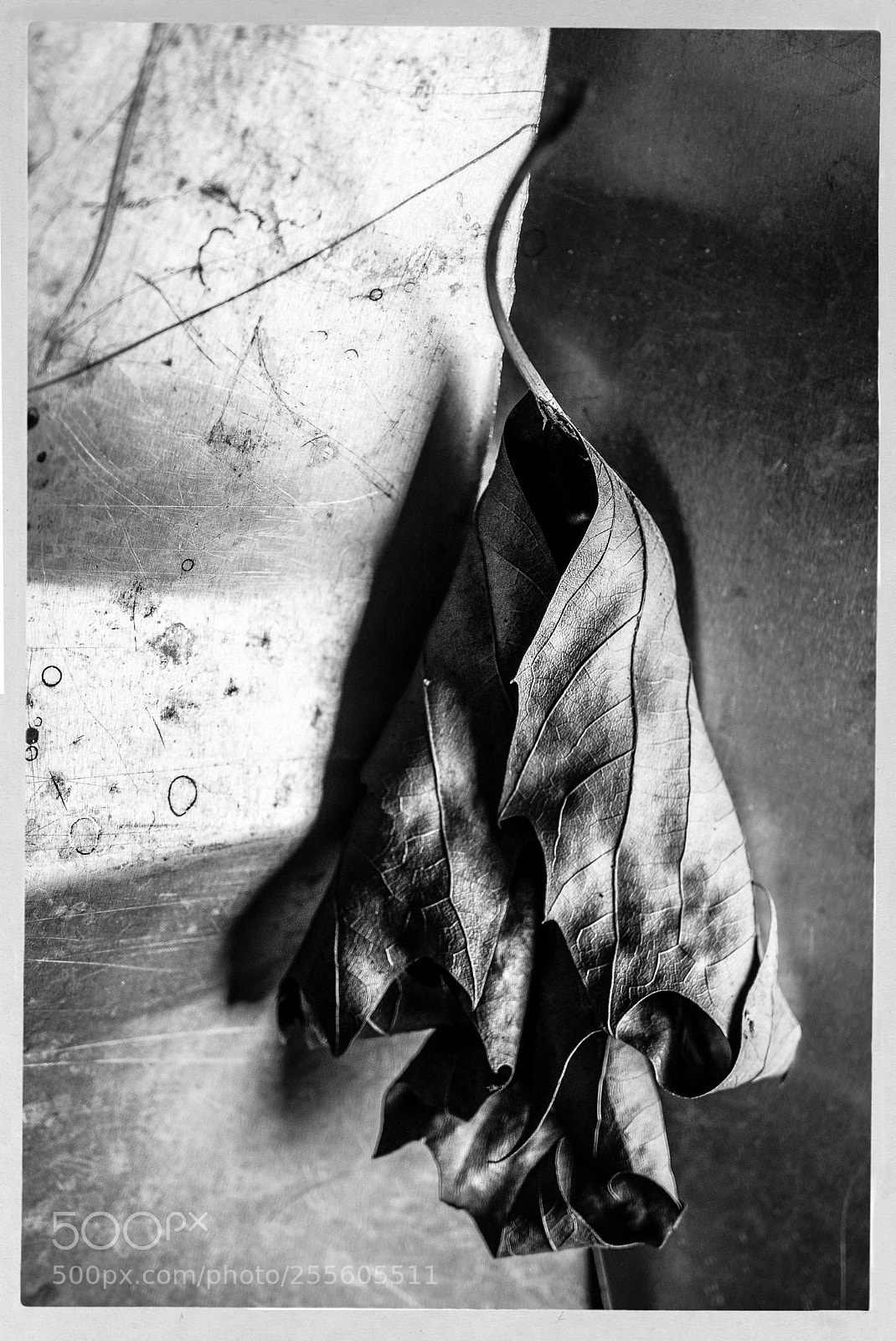 Sony a7 sample photo. Leaf abstraction photography