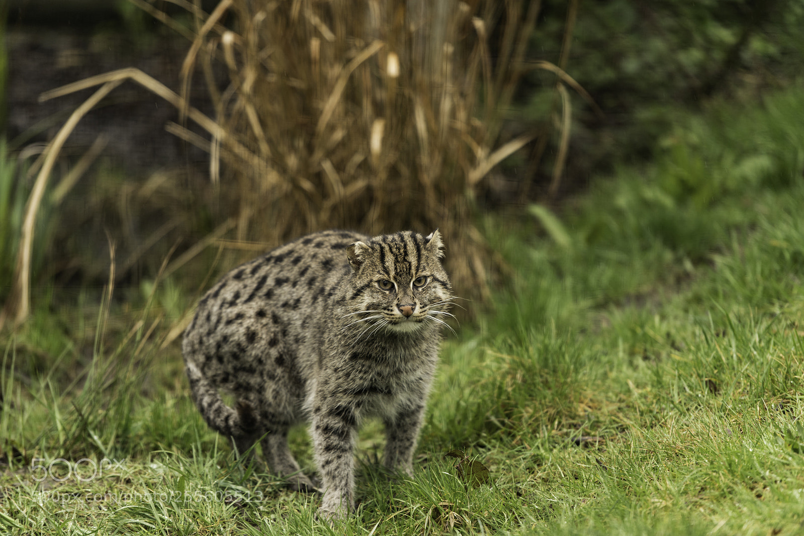 Nikon D5 sample photo. Fishing cat series photography