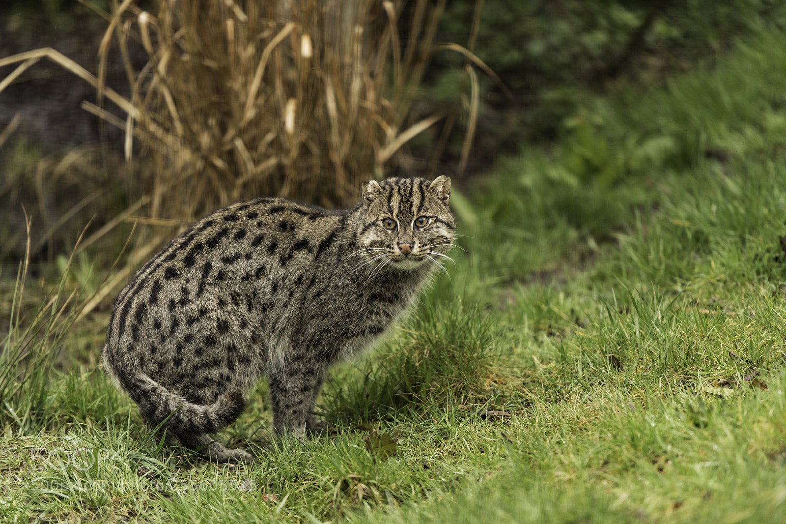 Nikon D5 sample photo. Fishing cat series photography