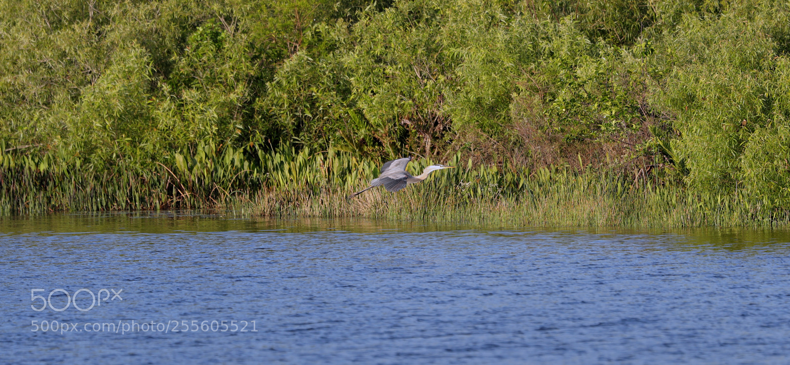 Canon EOS-1D X Mark II sample photo. 04-28-18-0015158.jpg photography