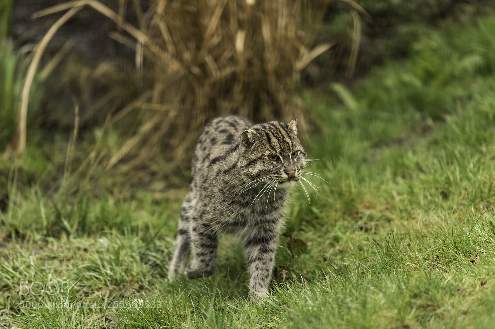 Nikon D5 sample photo. Fishing cat series photography