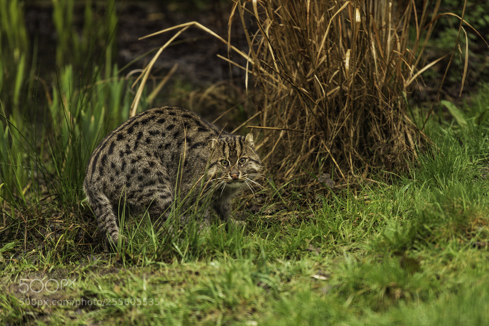Nikon D5 sample photo. Fishing cat series photography