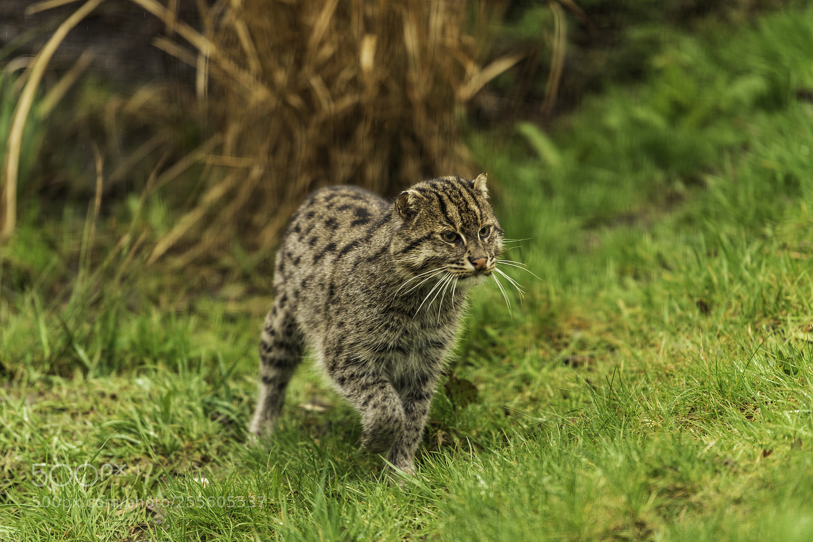 Nikon D5 sample photo. Fishing cat series photography