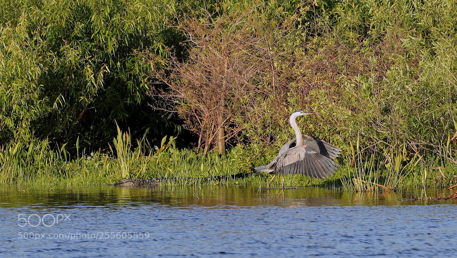 Canon EOS-1D X Mark II sample photo. 04-28-18-0015155.jpg photography