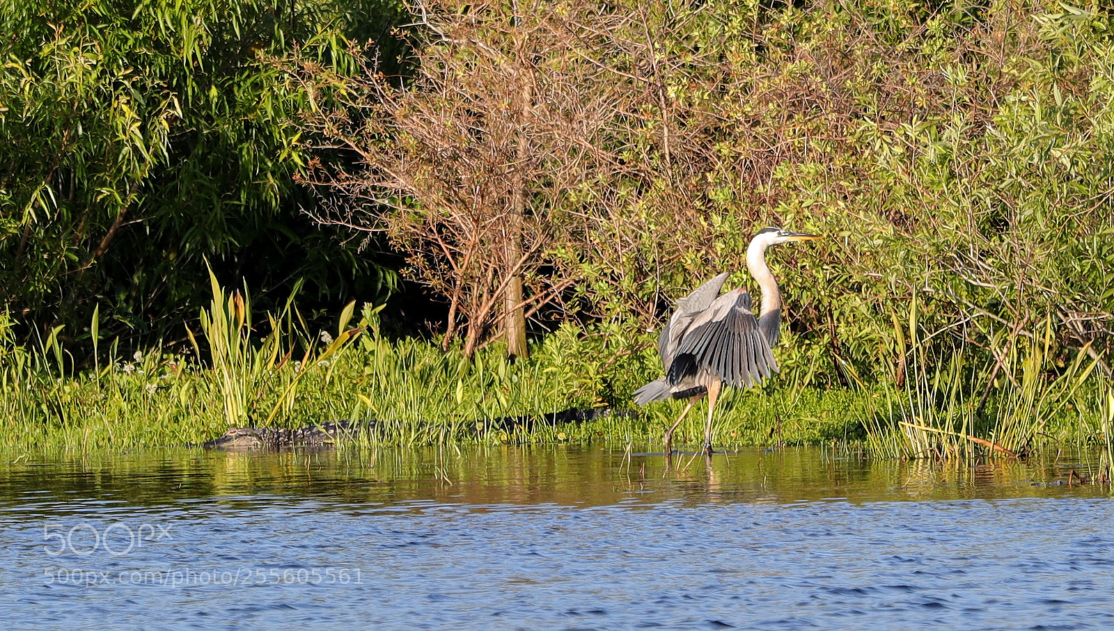 Canon EOS-1D X Mark II sample photo. 04-28-18-0015154.jpg photography