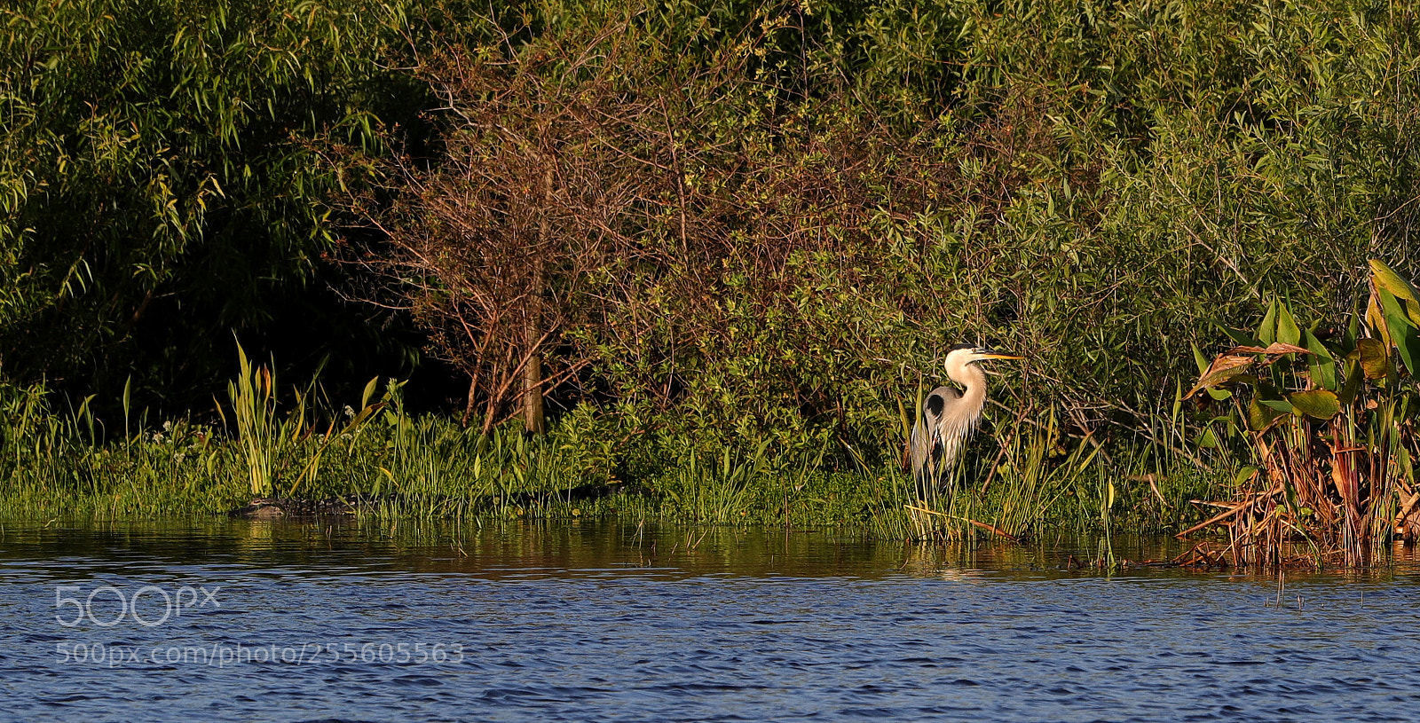 Canon EOS-1D X Mark II sample photo. 04-28-18-0015151.jpg photography