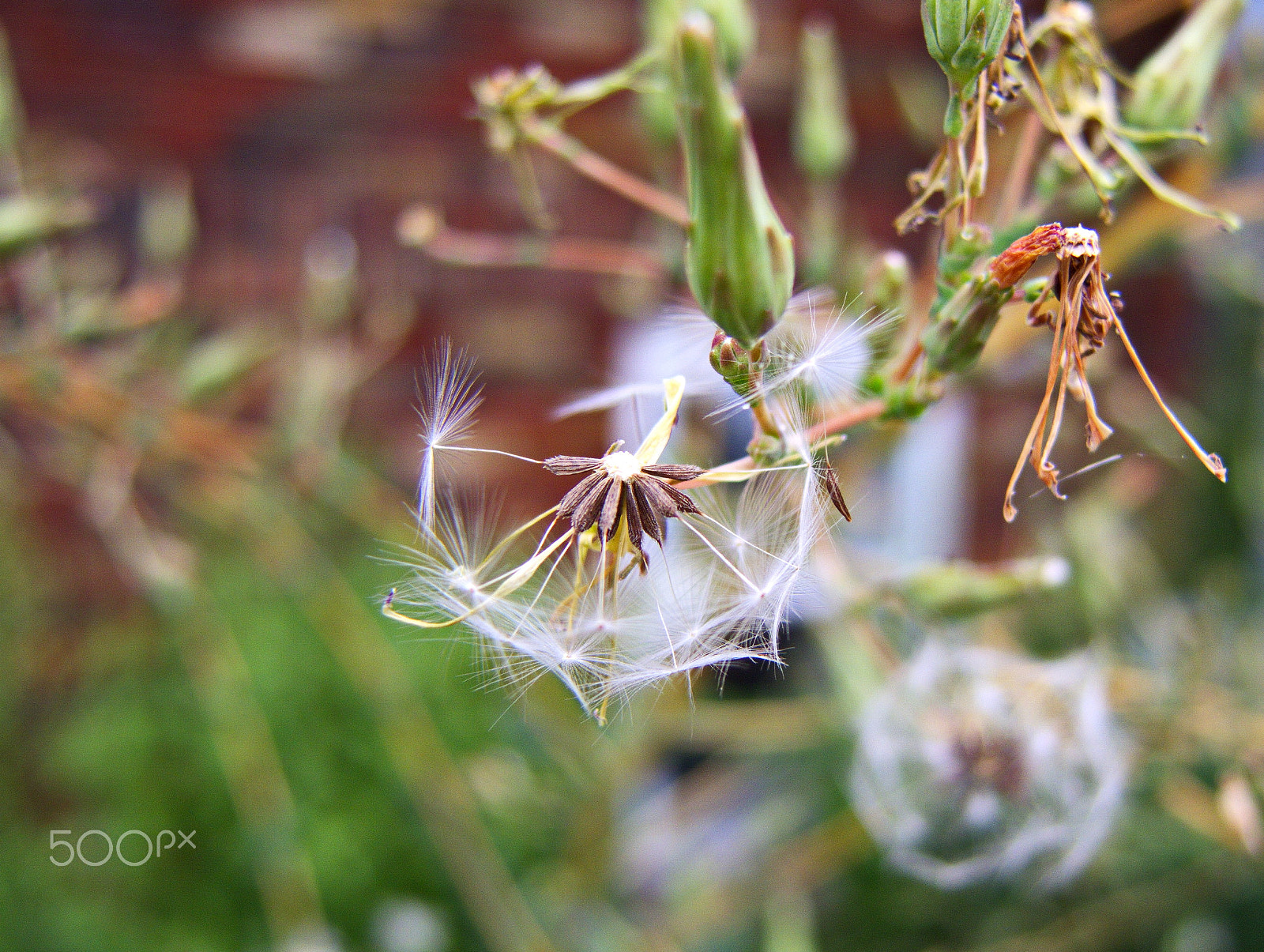 Nikon Coolpix P7800 sample photo. Summer photography