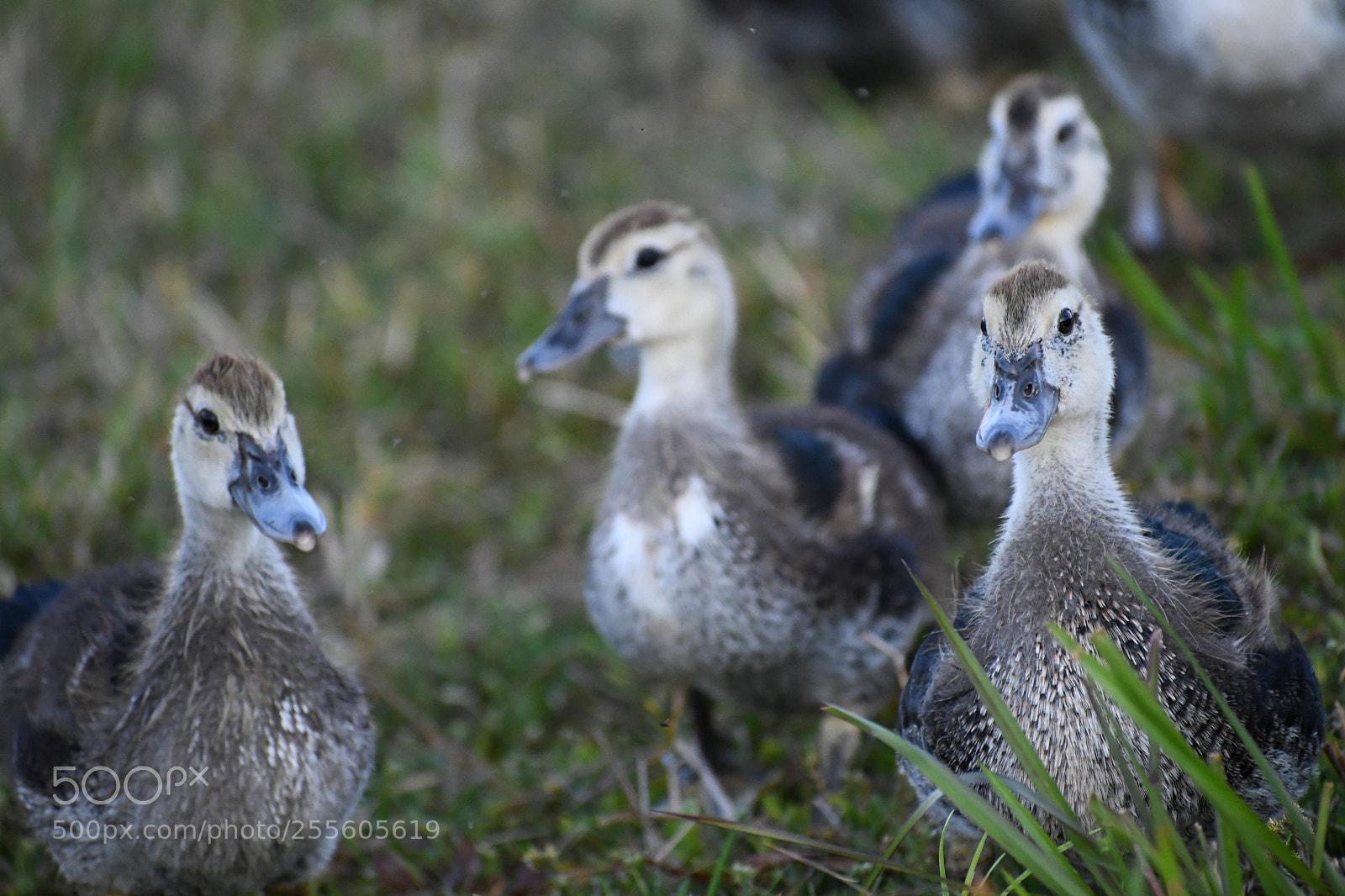 Nikon D7500 sample photo. Ducks_3 photography