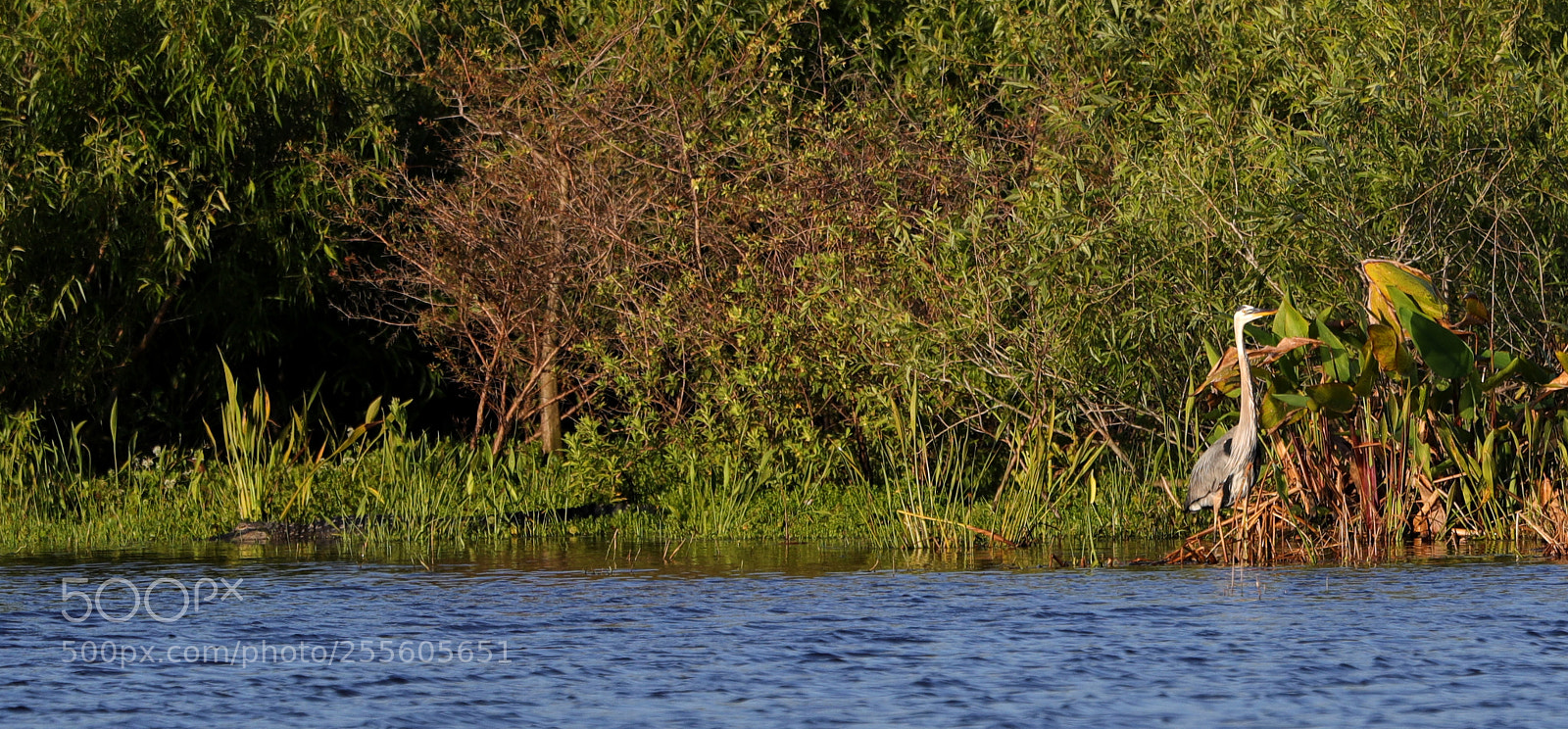 Canon EOS-1D X Mark II sample photo. 04-28-18-0015148.jpg photography