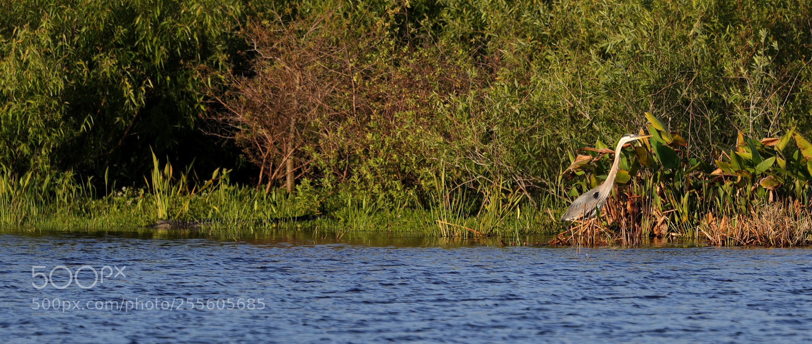 Canon EOS-1D X Mark II sample photo. 04-28-18-0015146.jpg photography