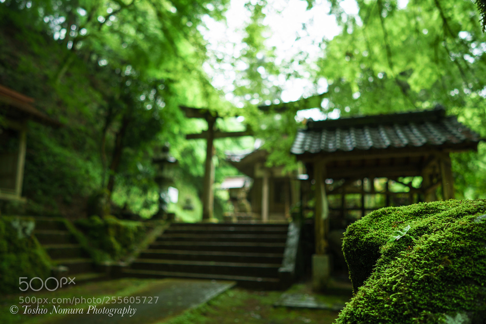 Sony a7R II sample photo. Sanctuary surrounded by green photography