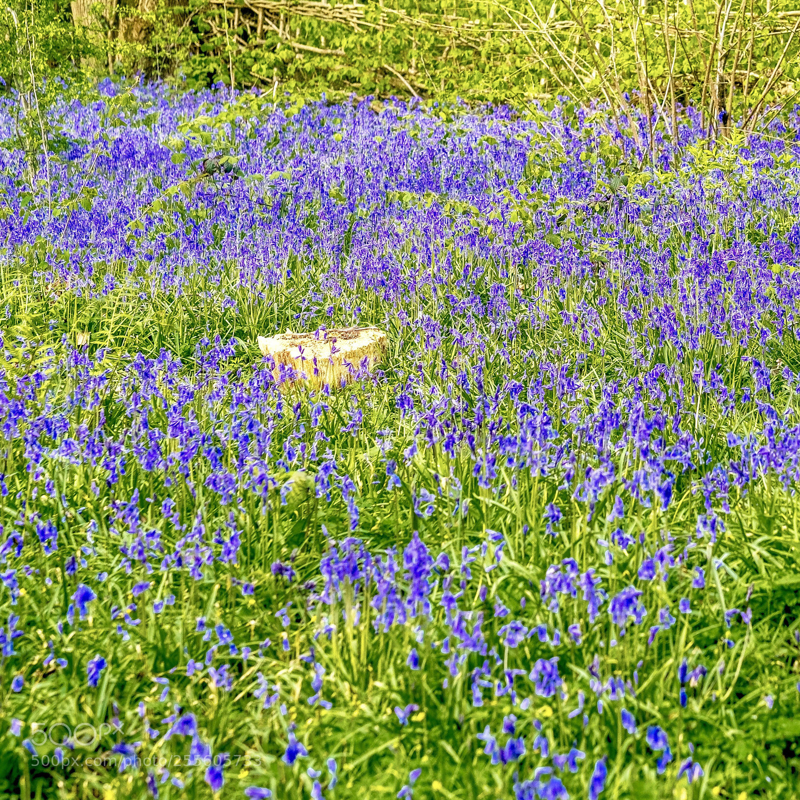Fujifilm X-Pro2 sample photo. Bluebell woods photography