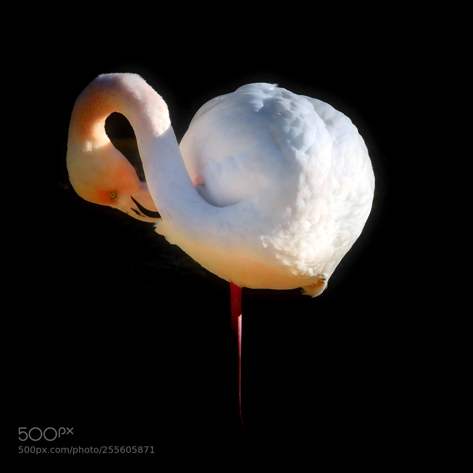 Nikon D70s sample photo. Flamingo photography