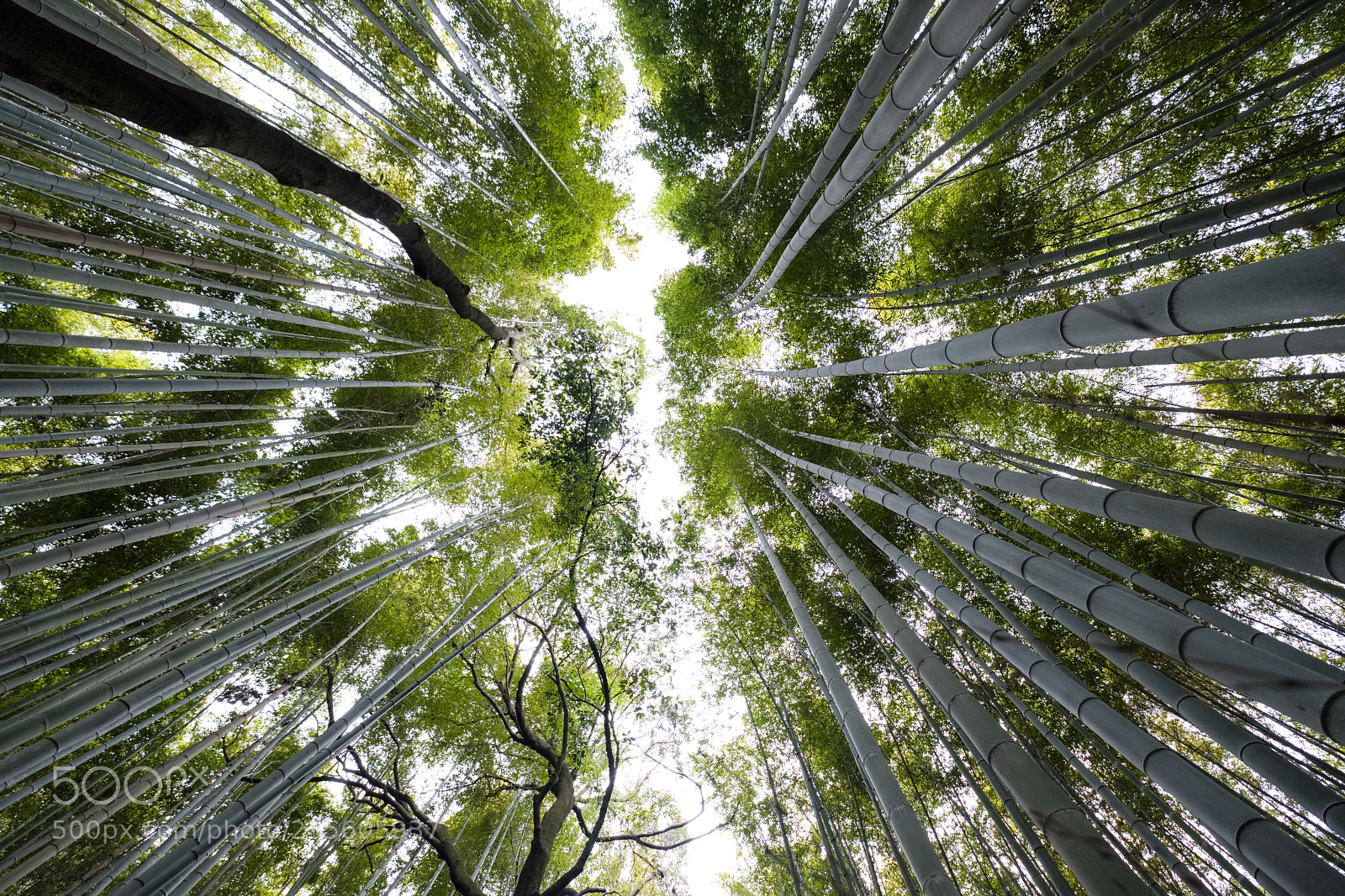 Fujifilm X-T2 sample photo. Bamboo grove photography