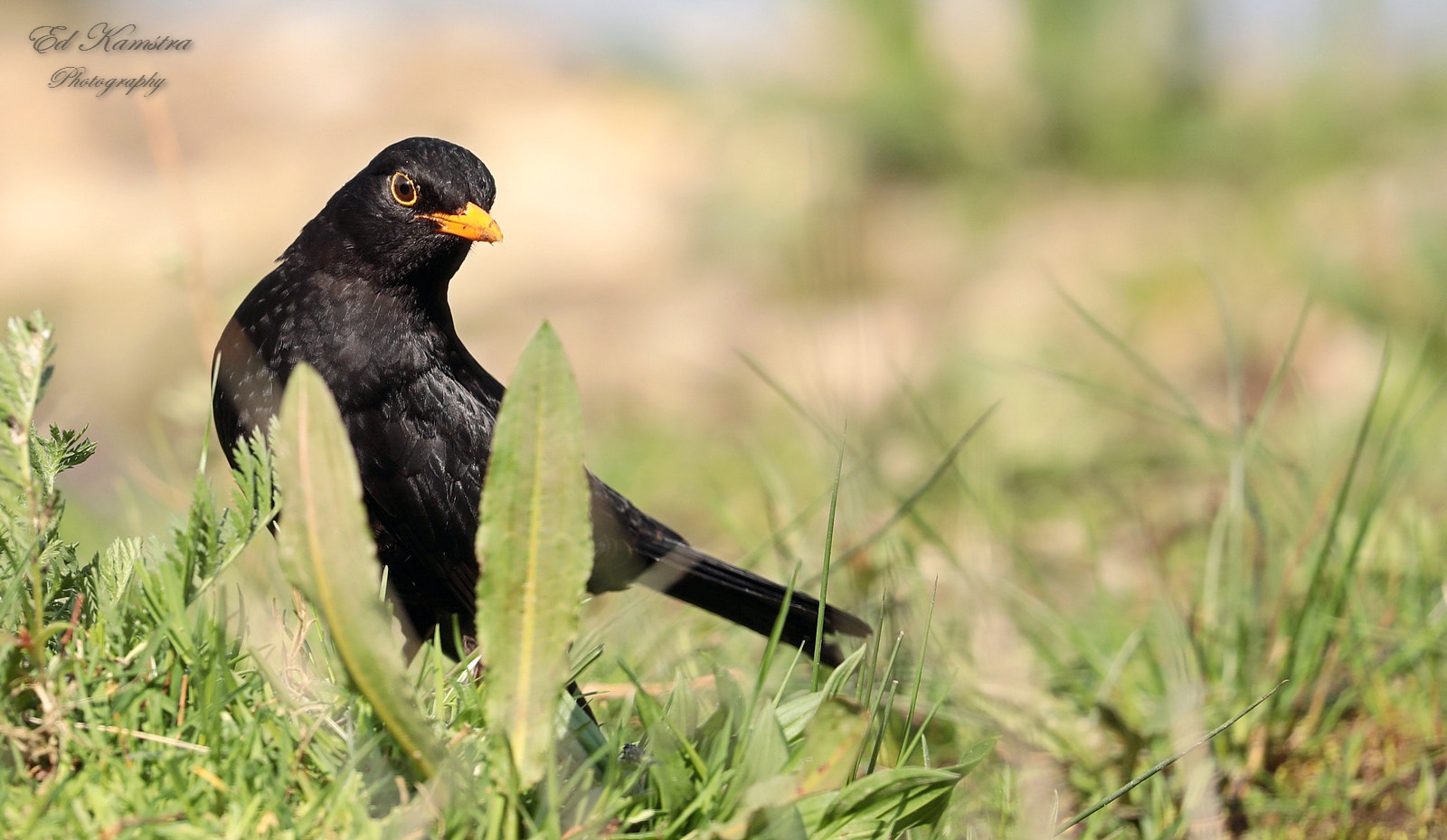 Canon EOS 5D Mark IV sample photo. Blackbird ii photography