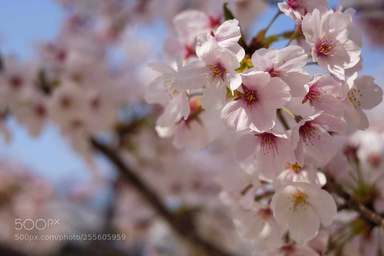 Fujifilm X-T2 sample photo. Cherry flower photography