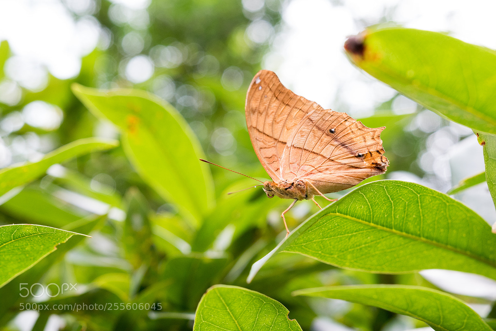 Nikon D5500 sample photo. High as a butterfly photography