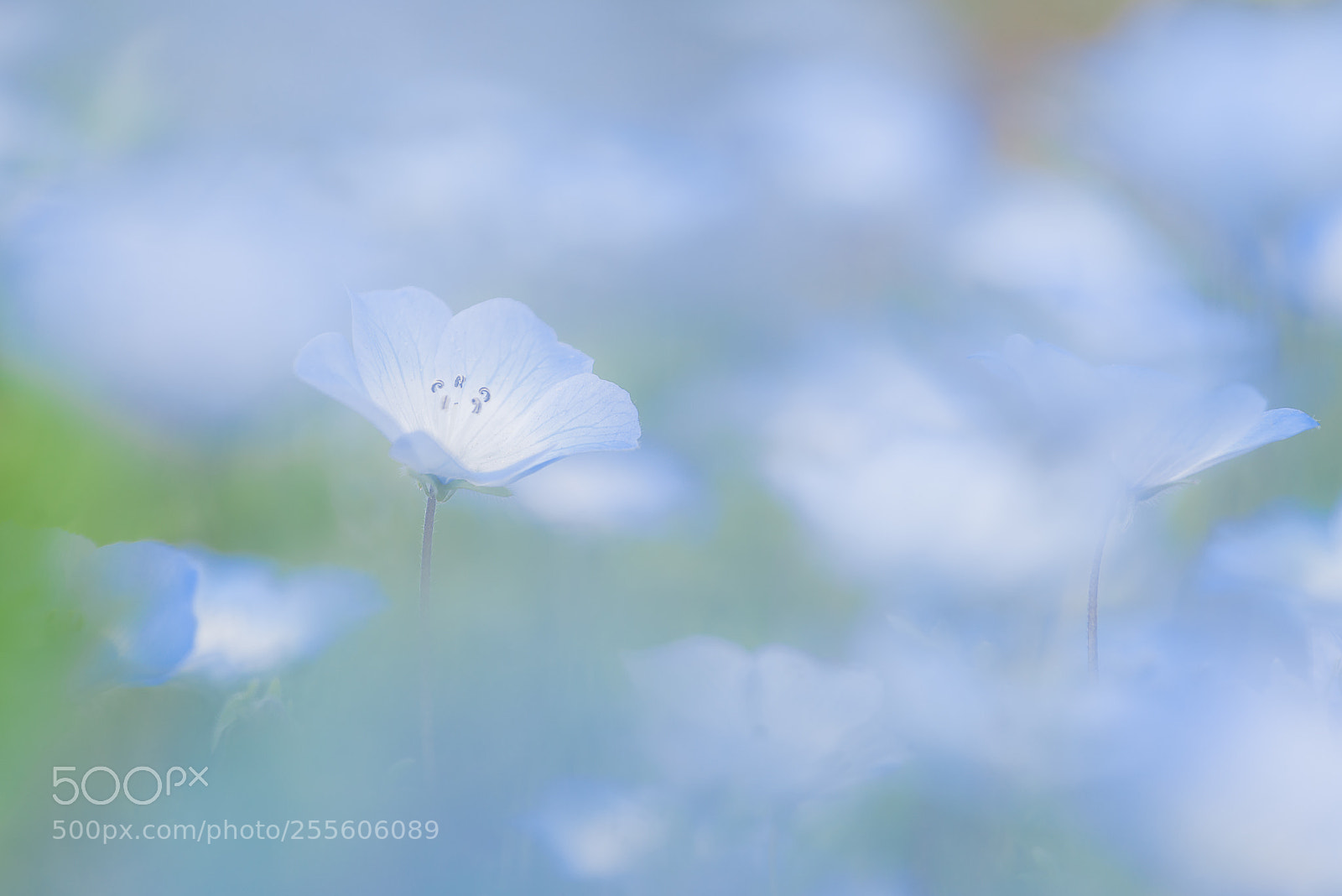 Nikon D600 sample photo. Blue photography