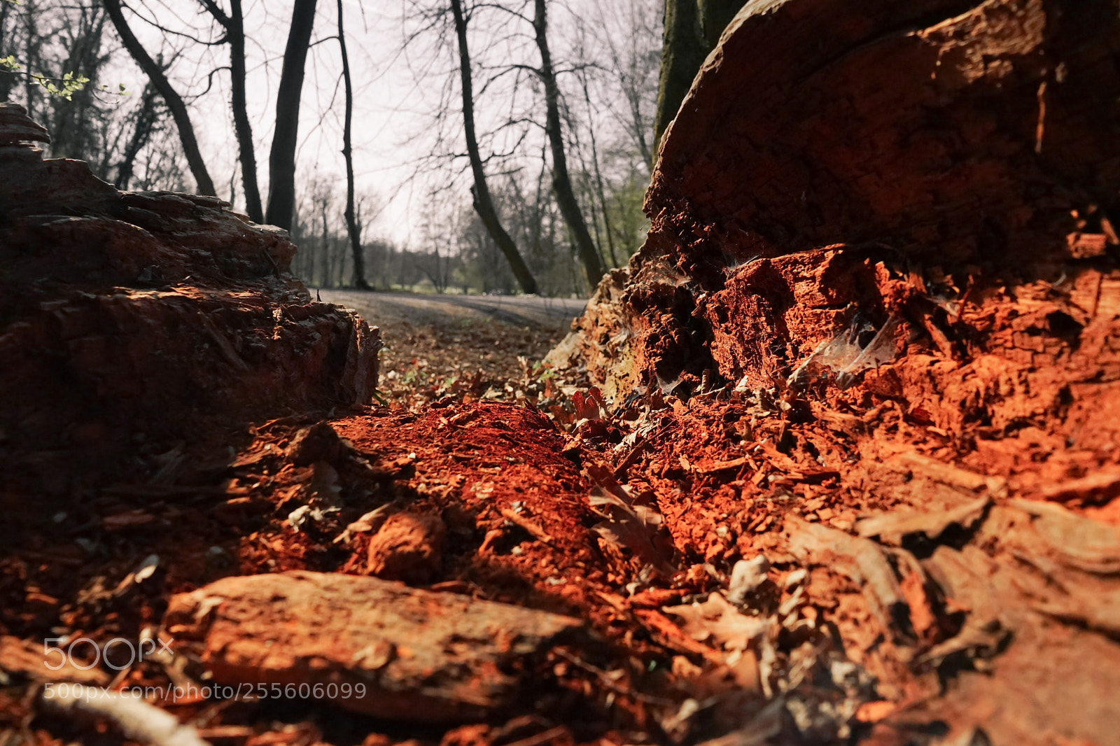 Sony a7 II sample photo. Zerfallener baum beim schloss photography
