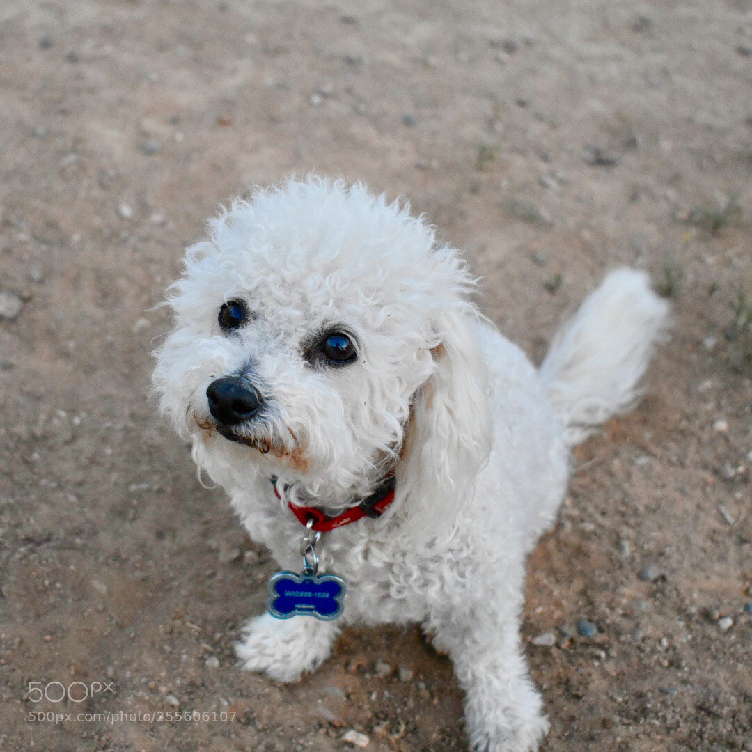 Nikon D3400 sample photo. My forever cute and photography