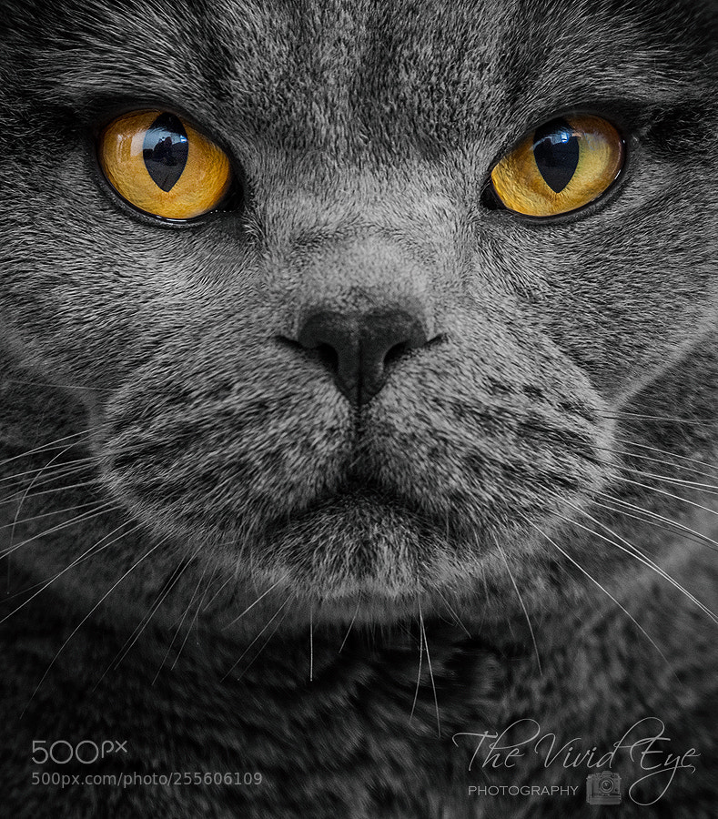 Fujifilm X-T2 sample photo. Cats eyes photography
