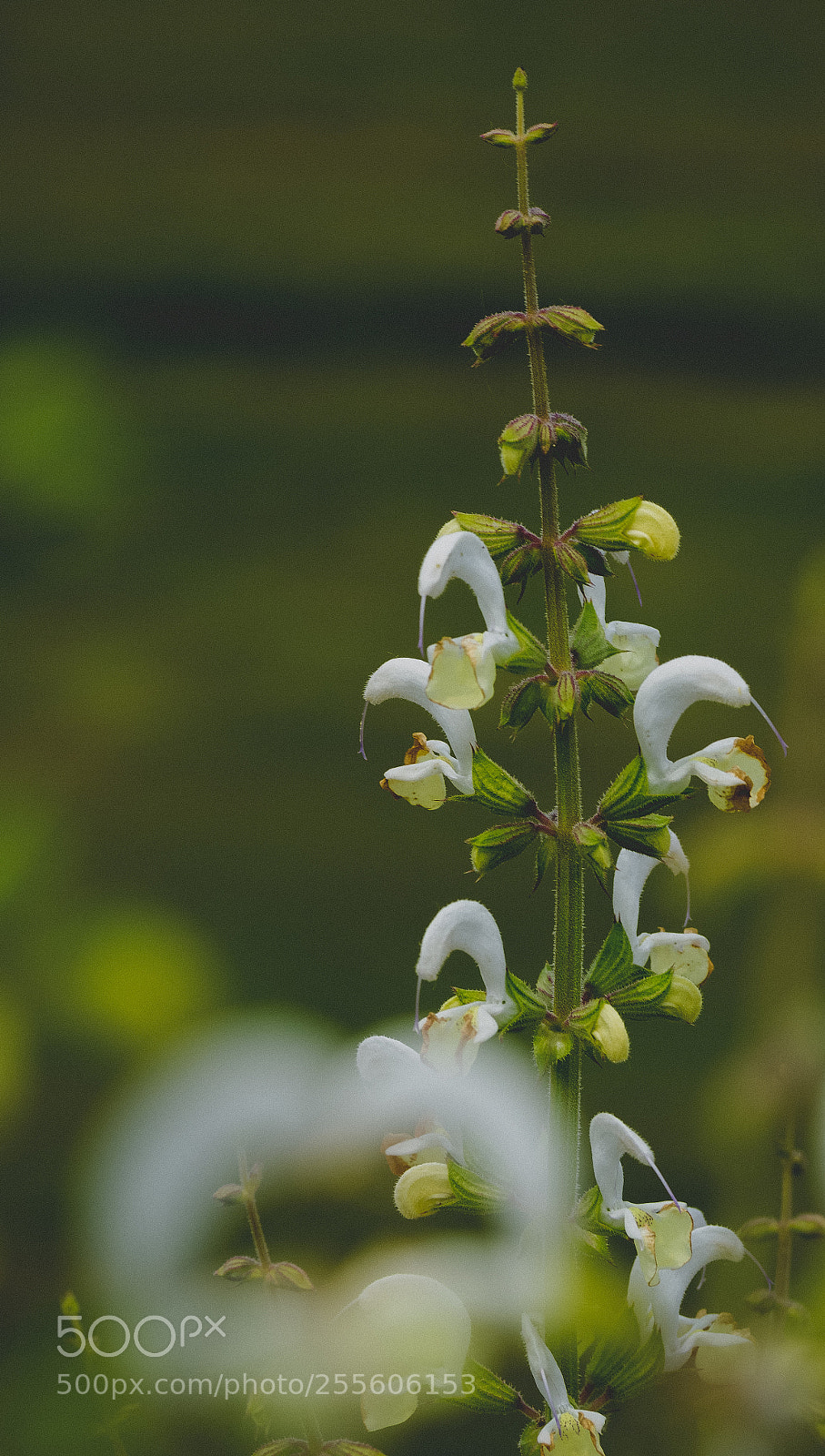 Nikon D7000 sample photo. Flower photography