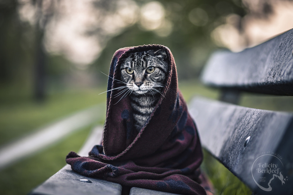 Always Be My Jedi Cat, автор — Felicity Berkleef на 500px.com