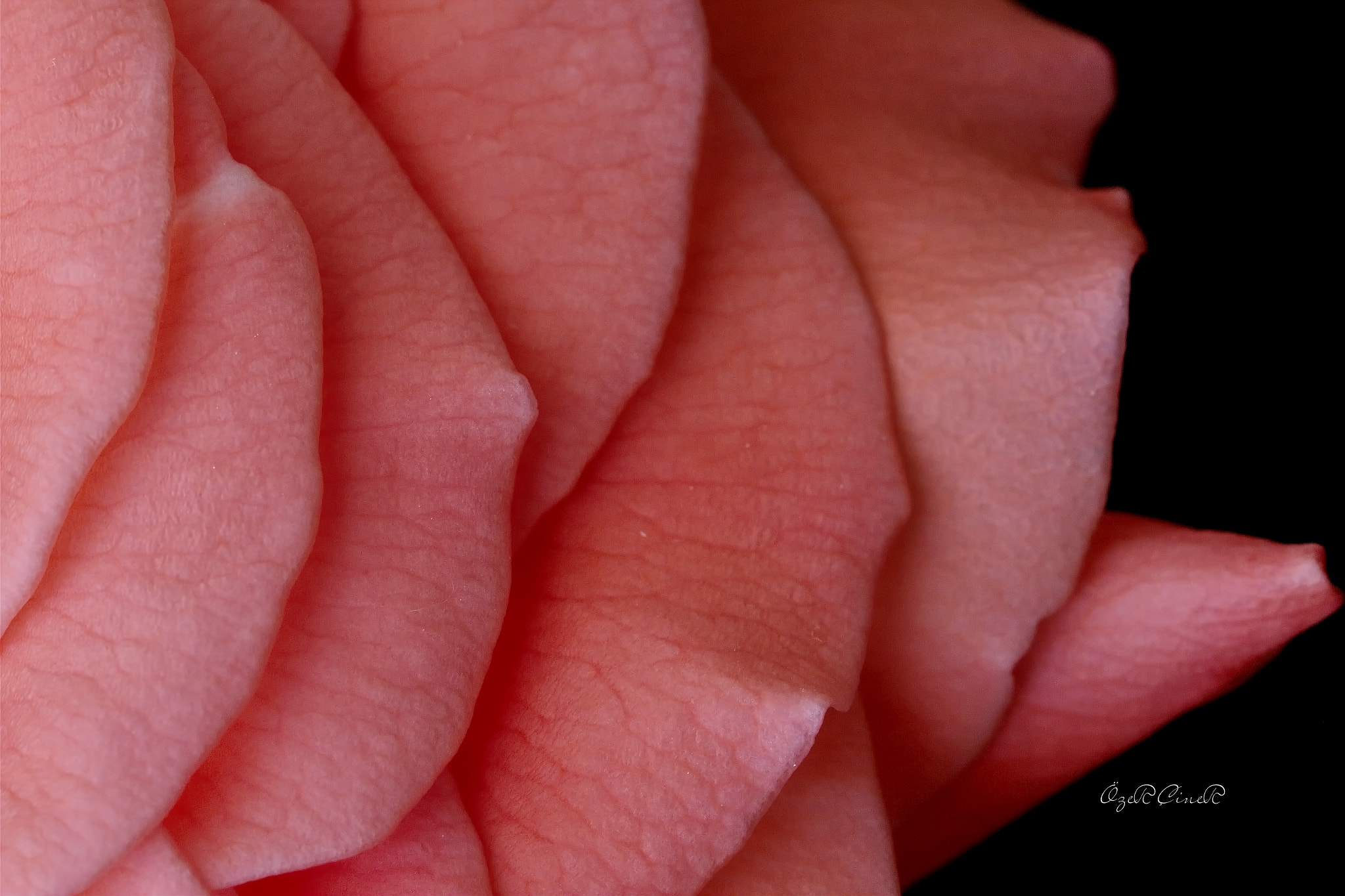 Canon EF 100mm F2.8L Macro IS USM sample photo. Rose petals photography