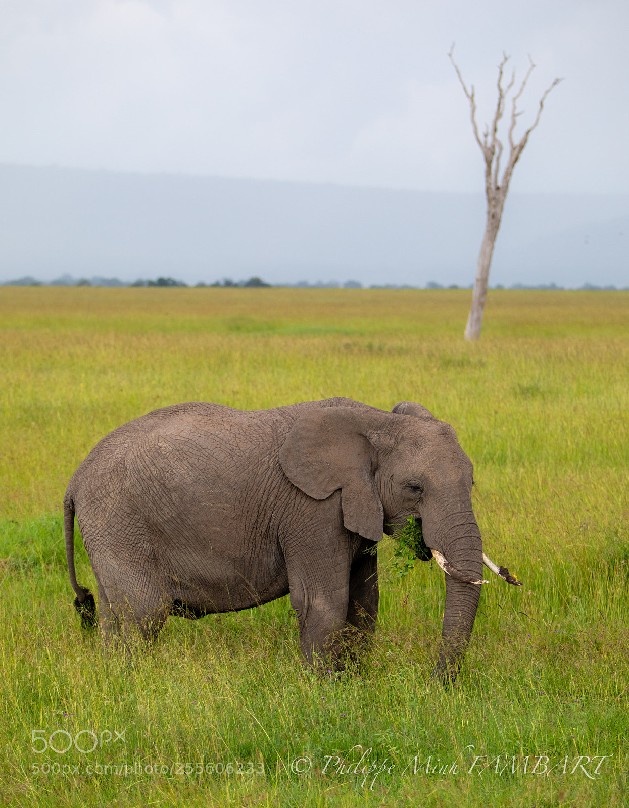 Canon EOS 5D Mark IV sample photo. Elephant at masai mara photography