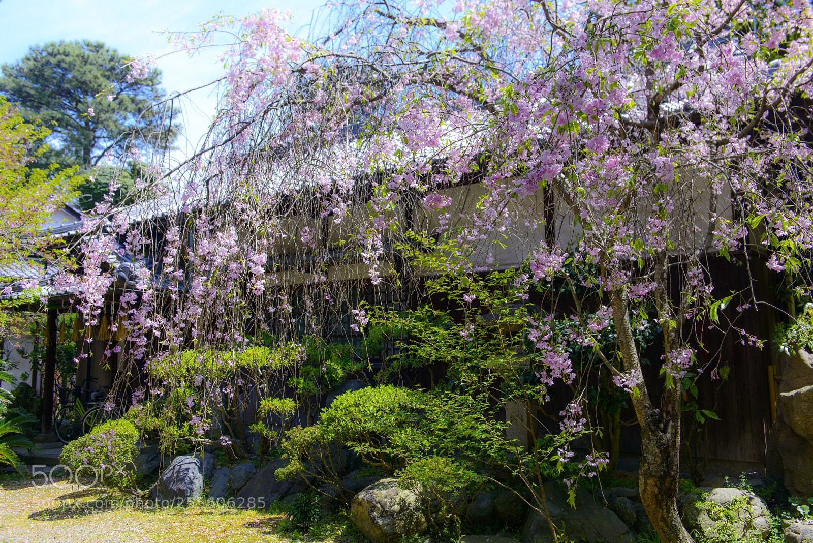 Nikon D800 sample photo. Sakura  in himiji photography