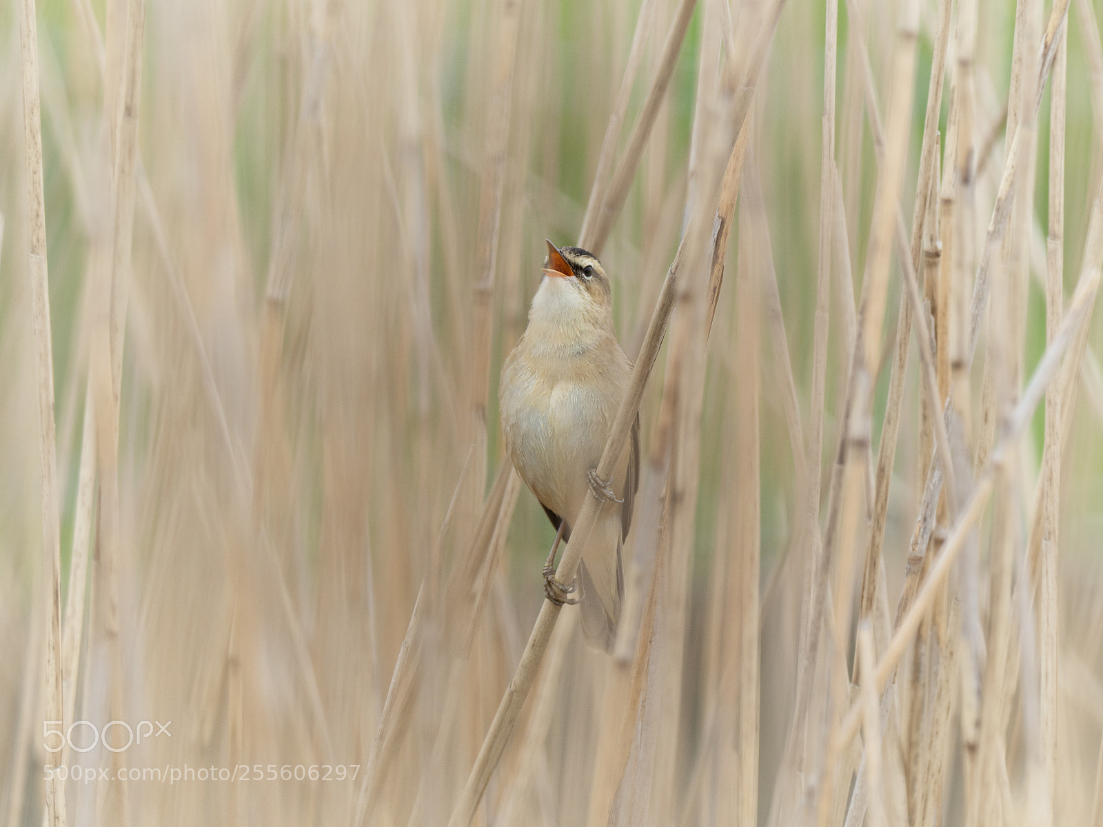 Olympus OM-D E-M1 Mark II sample photo. Sedge warbler photography