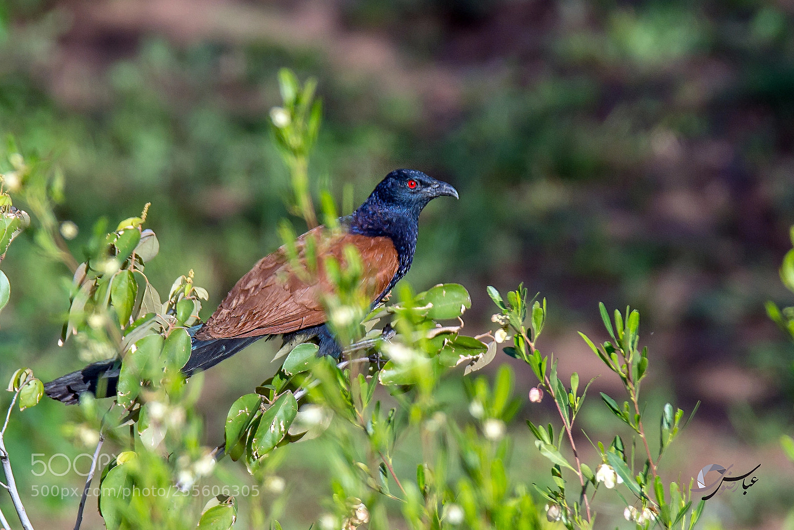 Nikon D7100 sample photo. Greater coucal photography