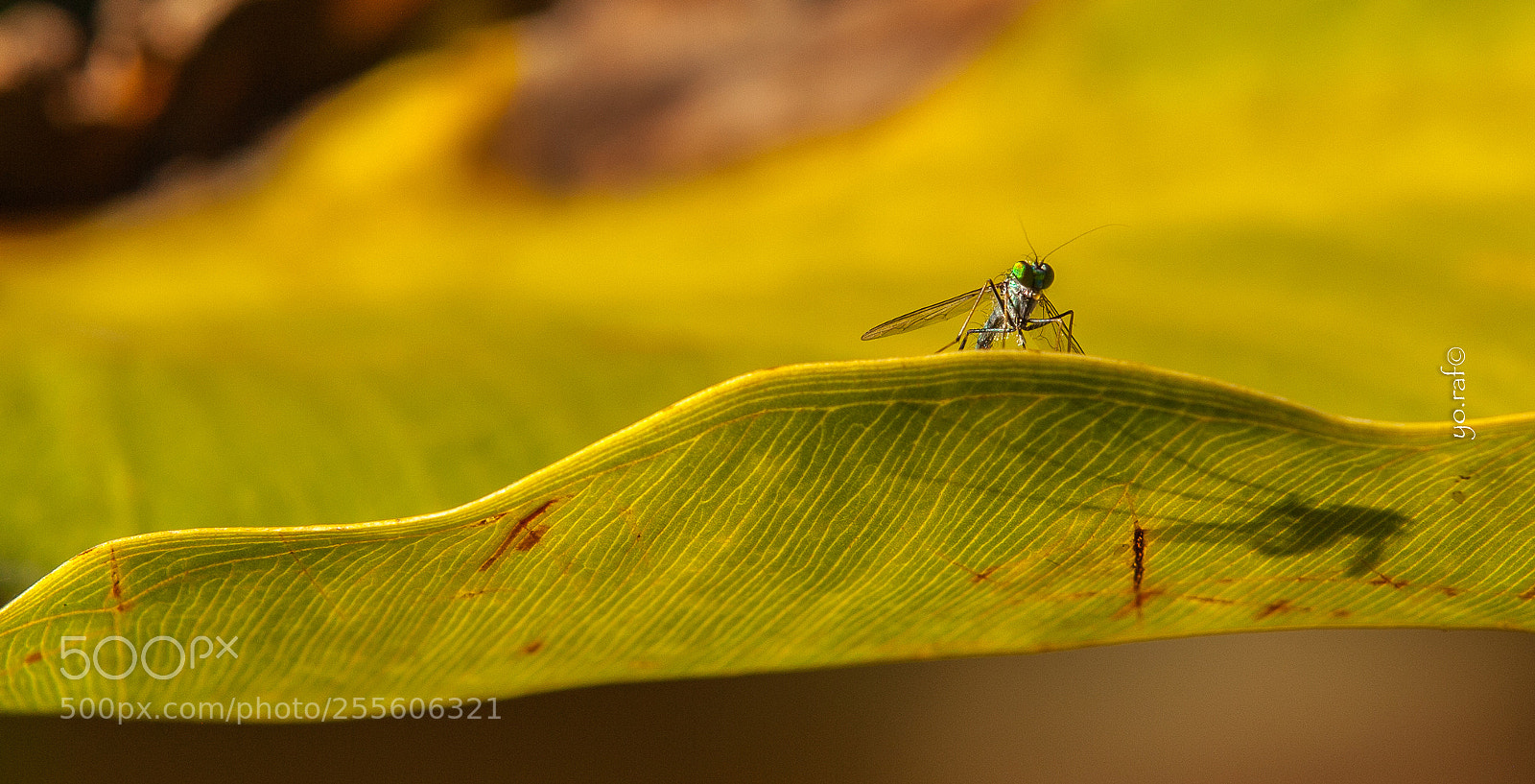 Canon EOS 5D Mark II sample photo. Chrysosoma leucopogon photography