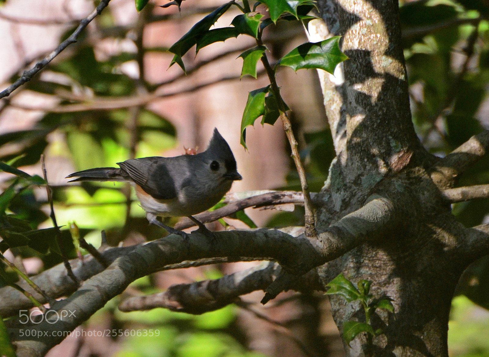 Nikon D7000 sample photo. Tufted titmouse 3 photography