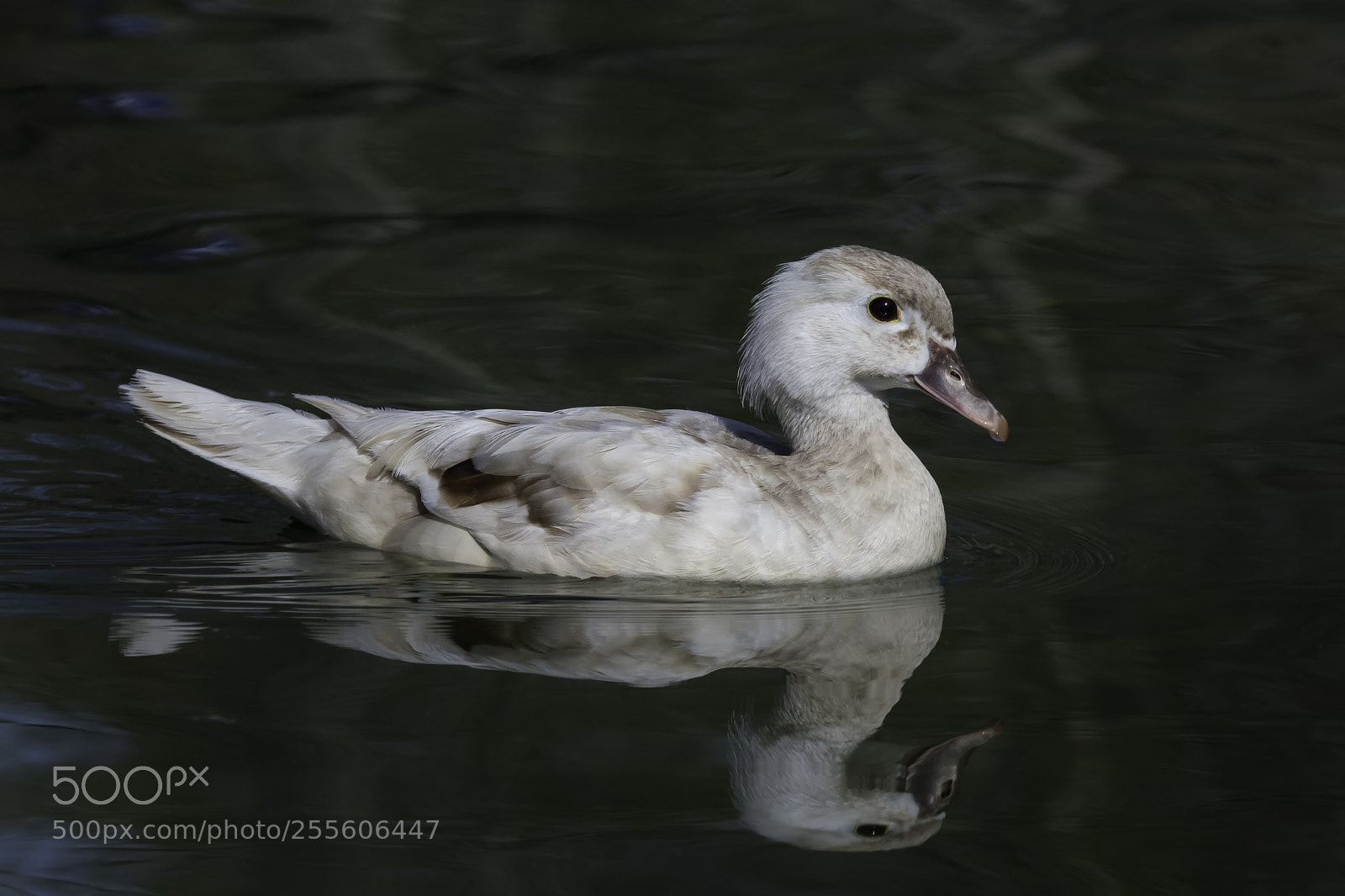 Nikon D500 sample photo. Female mandarin duck photography