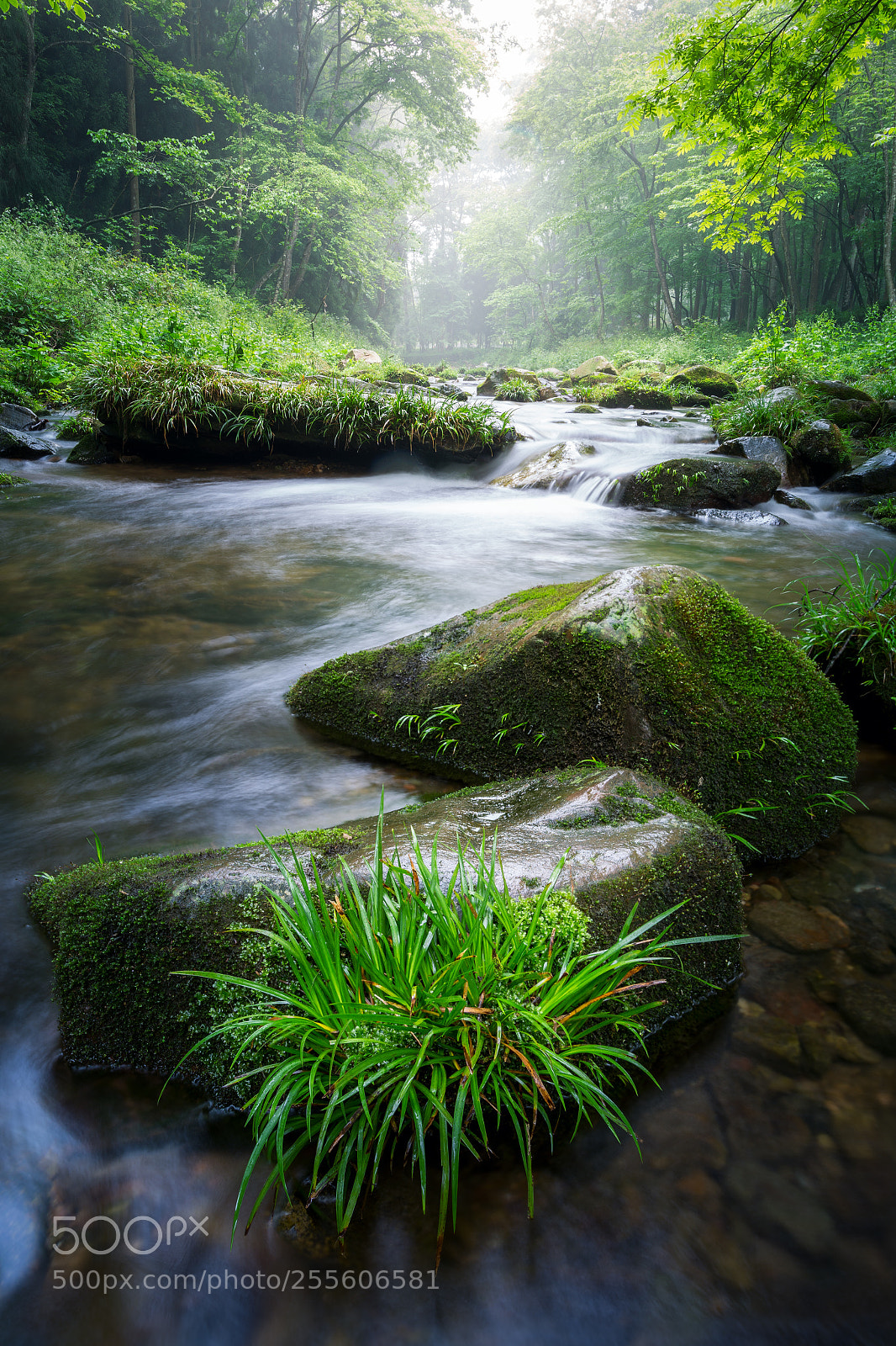 Canon EOS 6D sample photo. Trace to the stream photography
