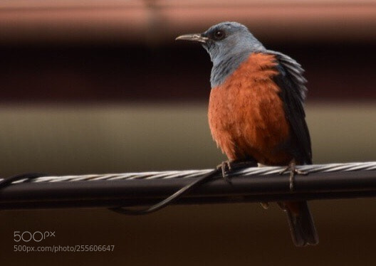 Nikon D5300 sample photo. Monticola solitarius photography