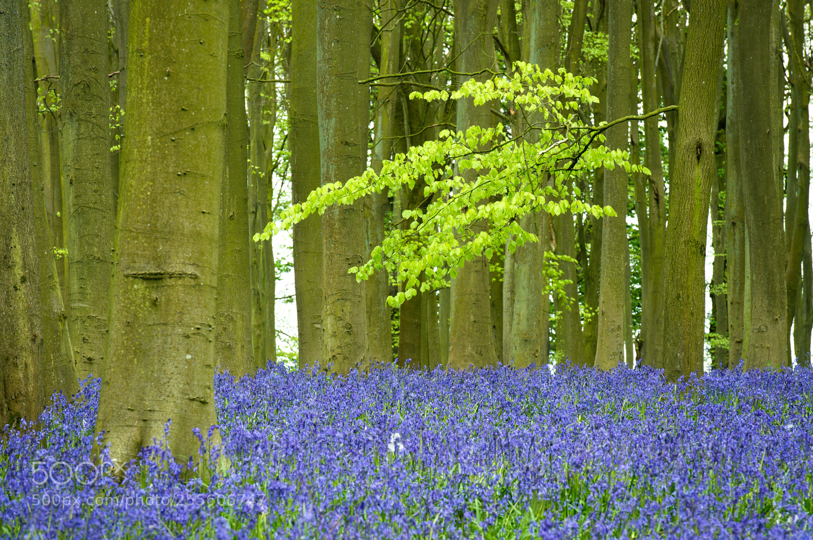 Nikon D800 sample photo. Bluebells! photography