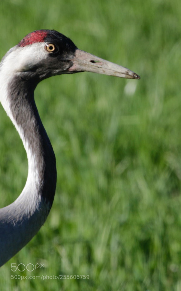 Canon EOS 7D Mark II sample photo. Spring time photography