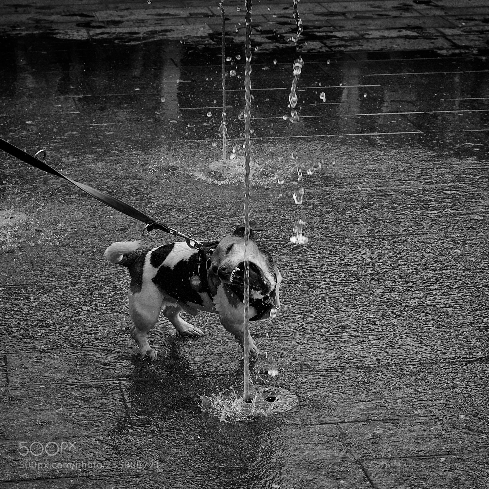 Canon EOS 5D Mark II sample photo. Amsterdam dog photography