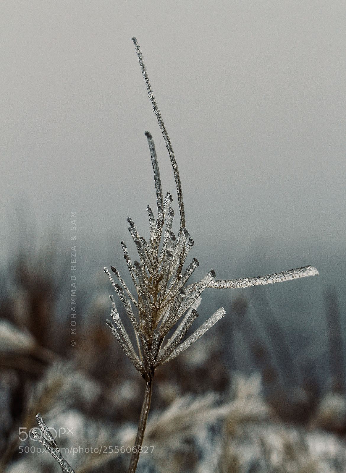 Canon EOS 700D (EOS Rebel T5i / EOS Kiss X7i) sample photo. Untitled photography