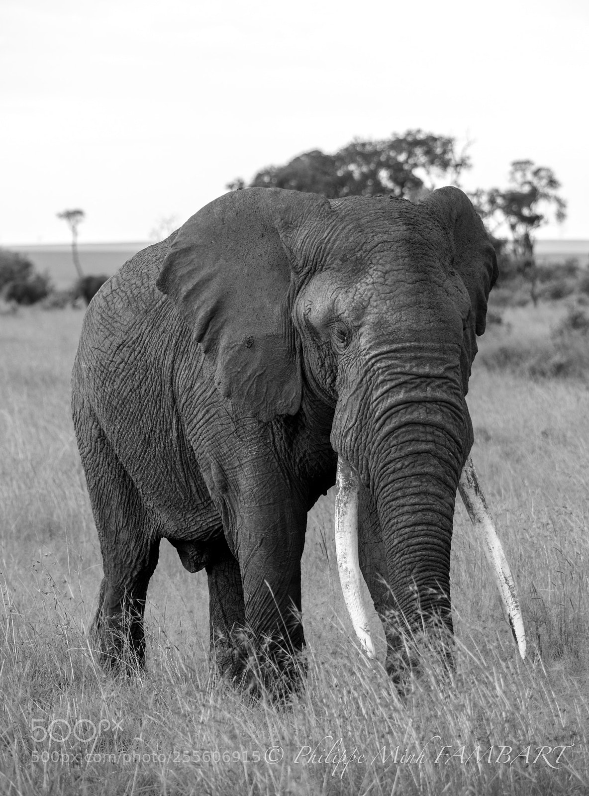 Canon EOS 5D Mark IV sample photo. Big boy elephant at photography