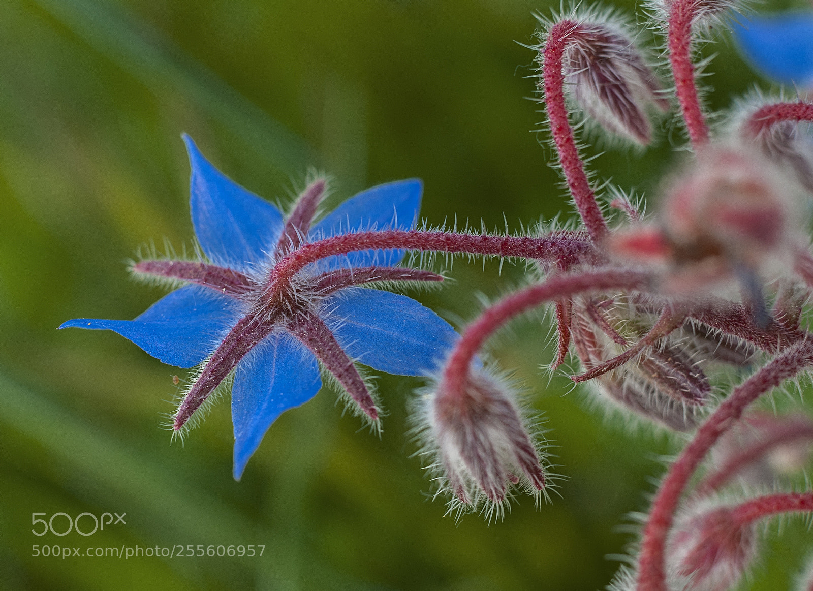 Nikon D300 sample photo. The blue star of photography