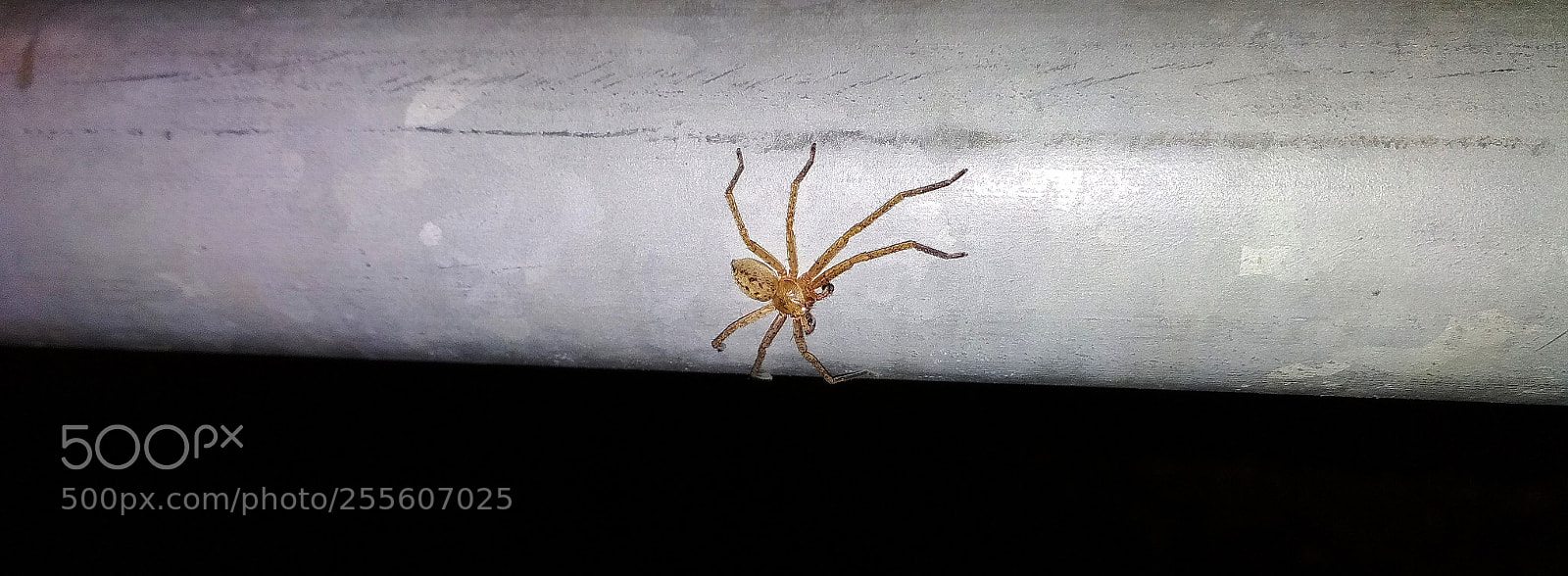 Xiaomi Redmi 4X sample photo. Untitled photography